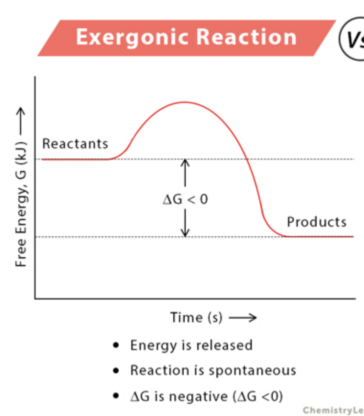 <p>a net release of free energy and is spontaneous; ∆G is negative. Reactants have more potential energy in their covalent bonds than the products. Ex: Cellular Respiration</p>