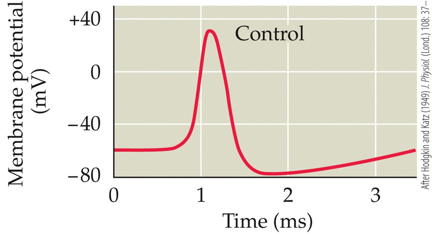 <p>RMP would become more positive, The amplitude of the action potential would not change,</p><p>The duration of the action potential would remain the same</p>