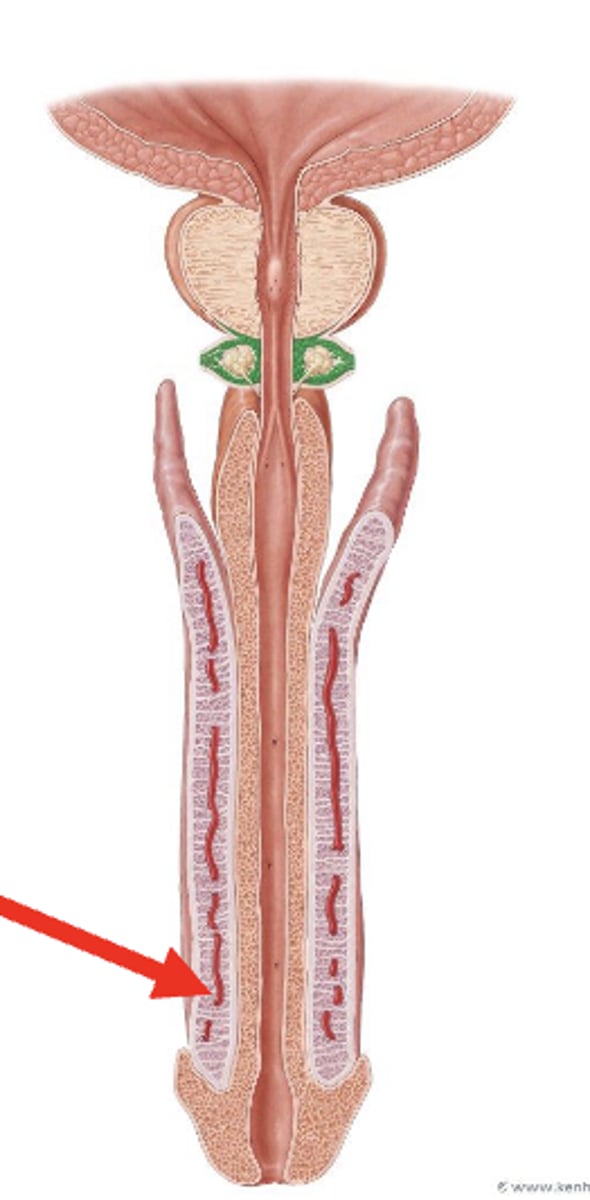 <p>• organ for copulation</p><p>• contains urethra</p>