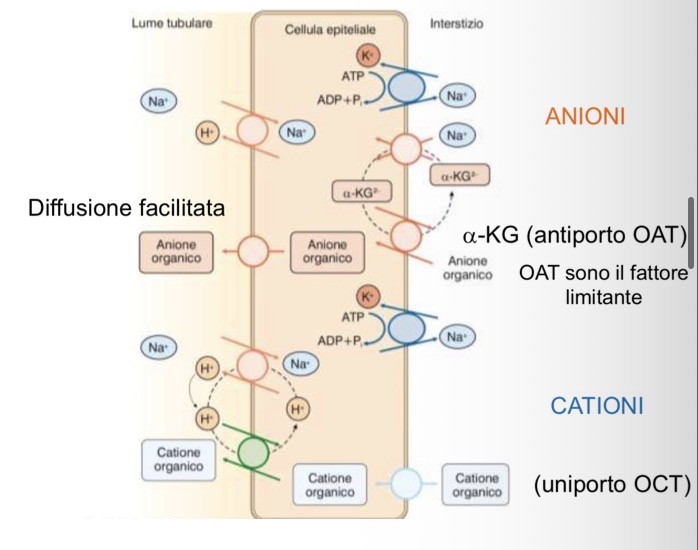 <p><span>• </span><strong><span>Meccanismi di base:</span></strong><span> Avviene attivamente nel tubulo prossimale per anioni, cationi, farmaci e tossine. Sono sistemi </span><strong><span>poco specifici</span></strong><span>, il che porta a </span><strong><span>competizione</span></strong><span> e limite dovuto alla </span><strong><span>saturazione</span></strong><span> dei trasportatori. Sostenuti dalla pompa Na+/K+.</span></p><p><span>• </span><strong><span>OAT (Anioni organici):</span></strong><span> Scambiati con altri ioni via antiporto basolaterale, entrano nel lume per diffusione facilitata.</span></p><p><span>• </span><strong><span>OCT (Cationi organici):</span></strong><span> Entrano per diffusione facilitata basolaterale, espulsi nel lume per simporto/antiporto.</span></p><p><span>• </span><strong><span>Esempio PAI (acido para-aminoippurico):</span></strong></p><p><span>• A basse concentrazioni è secreto quasi completamente.</span></p><p><span>• Se la concentrazione aumenta, si satura: l'eliminazione diventa simile a quella di una sostanza solo filtrata (come creatinina).</span></p><p><span>• </span><strong><span>Esempio Acido Urico:</span></strong></p><p><span>• L'uomo manca di uricasi. È complesso: filtrato al 100%, riassorbito 99% nel T. prossimale, poi ne secerne 49% e ne riassorbe il 40%.</span></p><p><span>• Alla fine solo il </span><strong><span>10% viene eliminato</span></strong><span>. Questa inefficienza causa competizione con altre molecole e rischio di alti livelli ematici (rischio Gotta).</span></p>