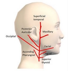 <p>Anterior</p><p>Medial</p><p>Posterior</p><p>Terminal</p>