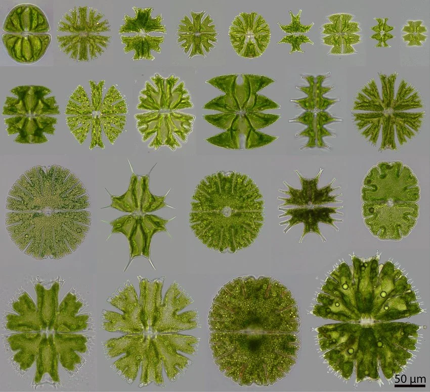 <p>Identify</p>