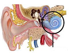 <p>a coiled, bony, fluid-filled tube in the inner ear through which sound waves trigger nerve impulses - where transduction takes place</p>