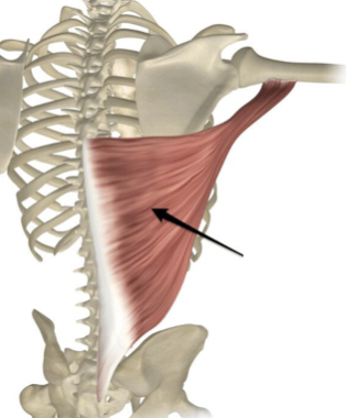 <p>name the muscle</p>