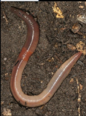 <p>What phylum and class and/or subclass does this belong to?</p>