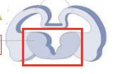 <p>di/telencephalon label</p>