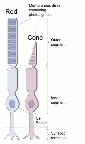 <p><strong>• Rods (scotopic vision)</strong></p><p>• Type most sensitive to light</p><p>• Sensitive to brightness</p><p>• So only detect contrast - difference between light and dark  - Function at low light levels</p><p>• Bleached at high light levels</p><p>• <strong>Cones (photopic vision)</strong></p><p>• Three types sensitive to long (red), medium (green) and short (blue) wavelengths of light</p><p>• Enable colour vision</p><p>• Responsible for highest acuity (sharpness)</p><p>• Work only at high light levels</p><p></p><p>These cells connect to pigment epithelium at outer segment and bipolar cells at synaptic terminals</p>