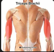 <p>Triceps brachii</p>