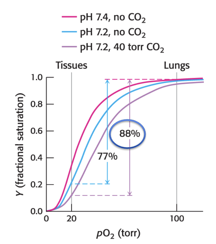 <p>the full Bohr effect (CO2 and H+ effects) results in hemoglobin releasing almost 90% of its bound O2 at actively respiring tissues</p>