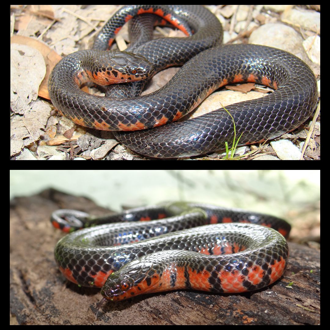 <p>Mud Snake</p>