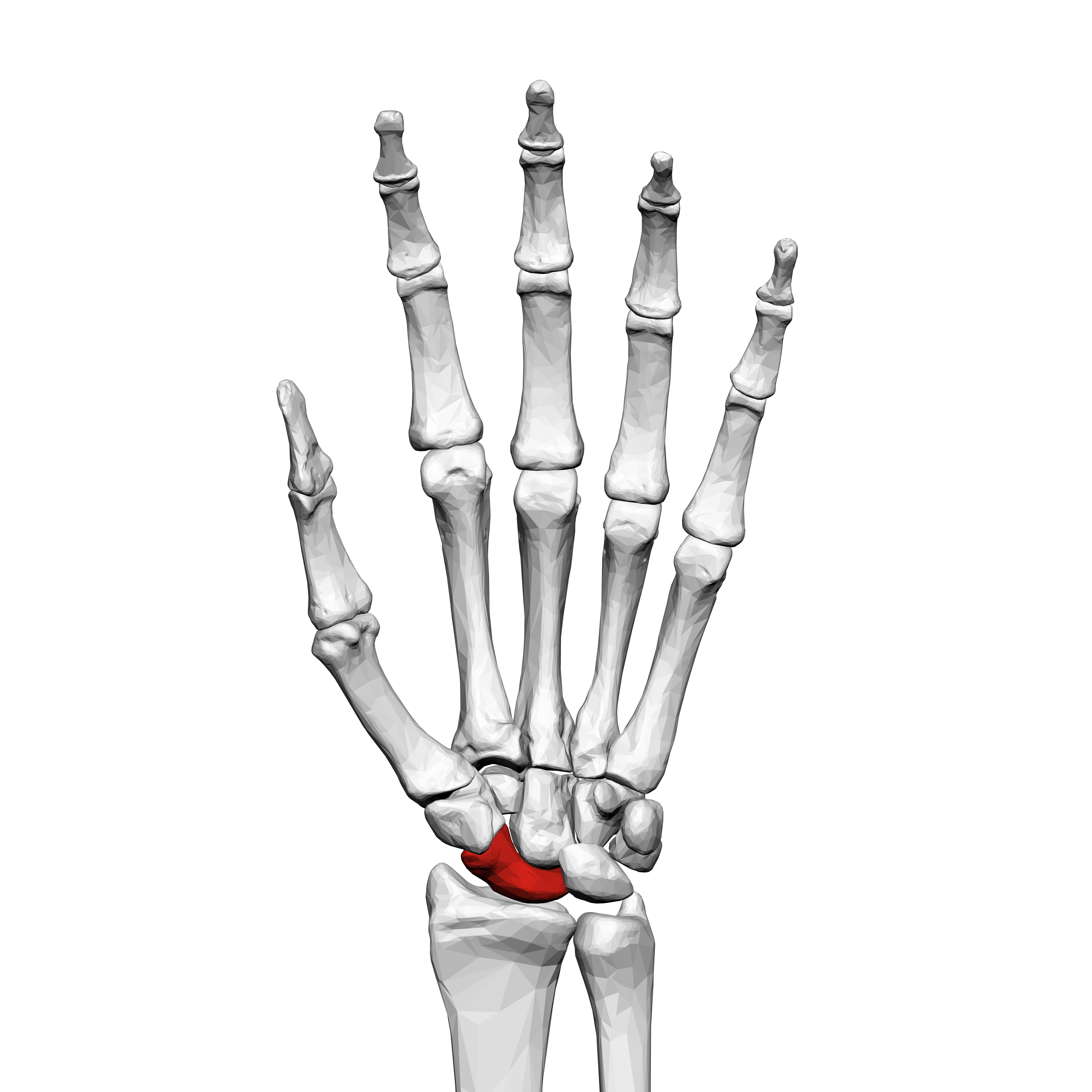 <p>What carpal is this?</p>