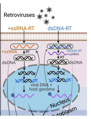 <p><span style="color: rgb(255, 255, 255);">Retroviruses </span></p>