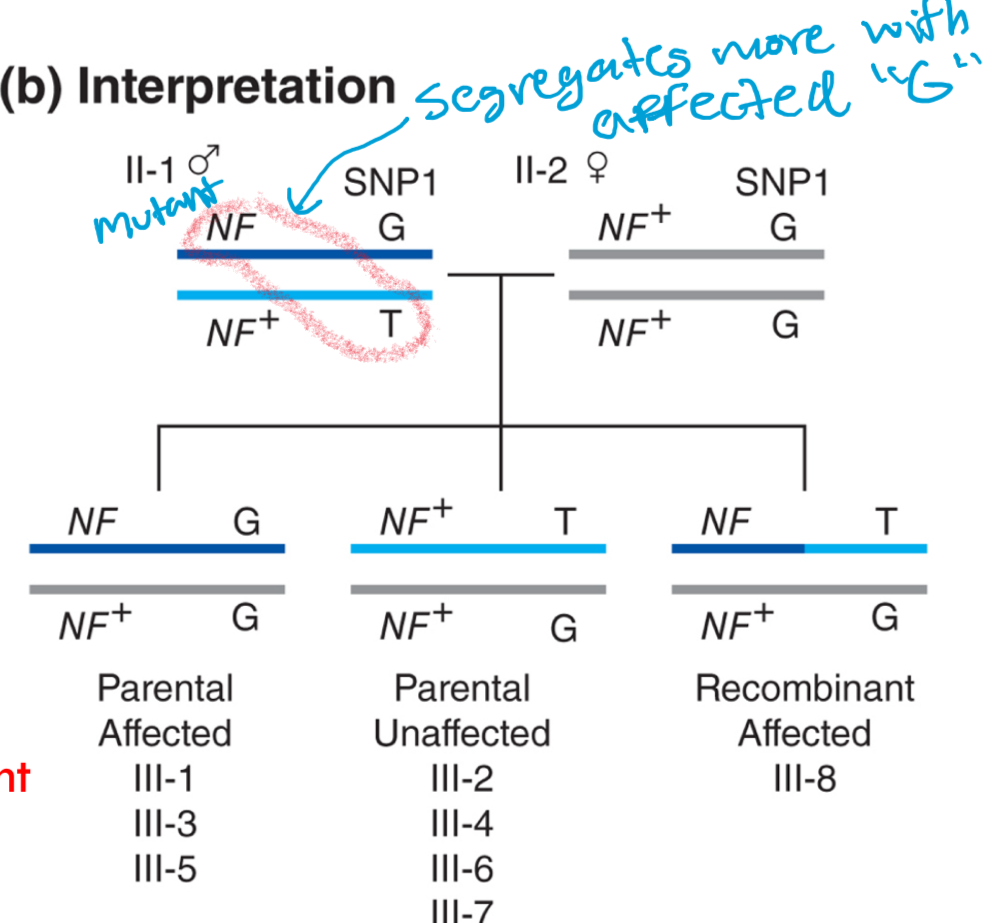 <p>because the G allele segregates with the disease NF allele more frequently, the g ALLELE MUST BE LOCATED on the same chromosome as the the disease allele in parent II-1</p>