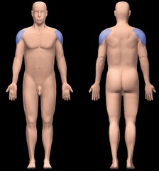 <p>Point of the shoulder</p>