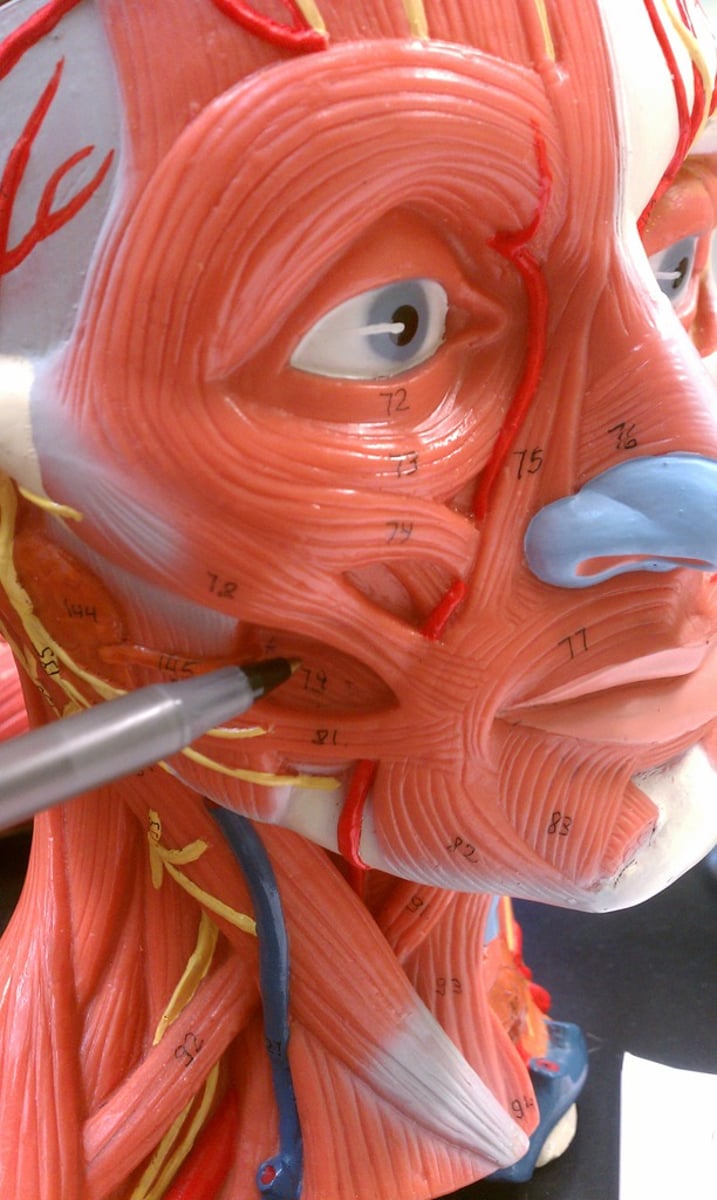 <p>action: presses cheek against teeth</p><p>*innervated by CN VII (Facial n.)</p>