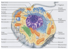 <p>What eukaryotic cell organelles are non-membranous? (5)</p>