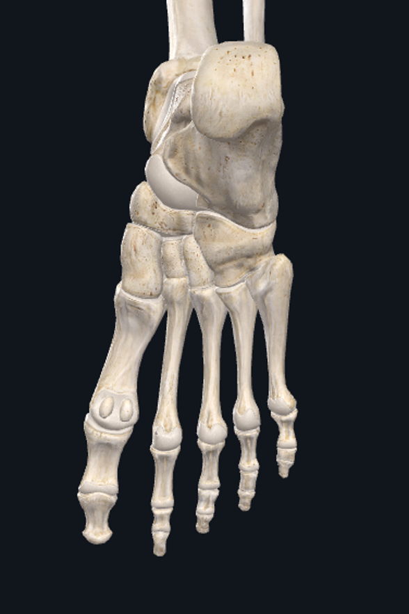 <p>The medial process of the calcaneus pictured below is the attachment of what ligamentous structure:</p>