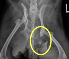 <p>not part of the primary weight-bearing axis, so of less concern; may return to normal alignment without on their own when other pelvic fractures are surgically repaired</p>