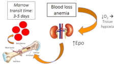 <p>decreased oxygen (tissue hypoxia) and then increased Epo production in the kidneys to compensate</p>