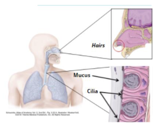 <ul><li><p>the coarse hairs of the nostrils</p></li><li><p>ciliated cells of the respirtatory epithelium </p></li><li><p>mucus lining help </p></li></ul><p></p><p>all help to trap particles and microorgansims from entering the nose + respiratory system </p>