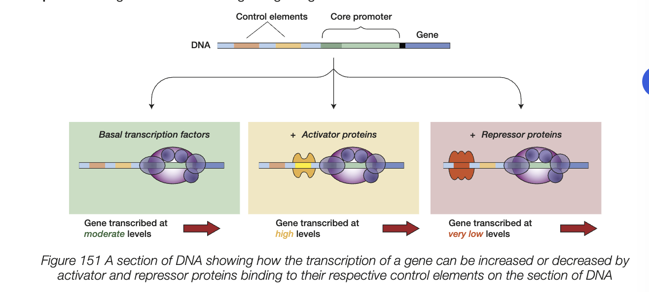 <ul><li><p>region on DNA that is not transcribed but plays a role in controlling transcription</p></li><li><p>RNA polymerase binds to initiate transcription</p></li><li><p>transcription factors can also bind to specific base sequences in promoter regions and assist in the binding of RNA polymerase</p></li></ul><p></p>