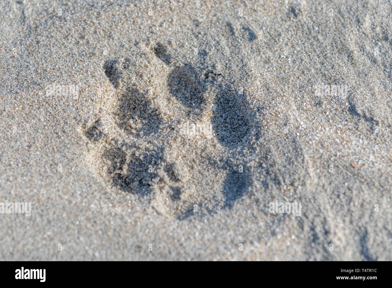 <p>Canis latrans (coyote)</p>
