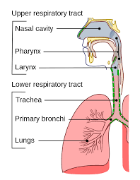<ol><li><p>nasal cavity: internal space of the nose</p></li><li><p>pharynx: throat</p></li><li><p>larynx: voice box</p></li><li><p>trachea: windpipe</p></li><li><p>bronchi: main air passages to lungs</p></li><li><p>lungs</p></li></ol><p></p>