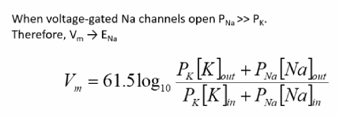 <p>When voltage-gated Na+ channels open, PNa >> PK, so in the Goldman equation the Na+ terms dominate, and therefore Vm → ENa.</p>