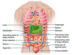 <p>upper middle portion</p>