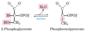 <p>9th step of glycolysis and 3rd step of gluconeogenesis</p><p>catalysed by <strong>enolase</strong></p>