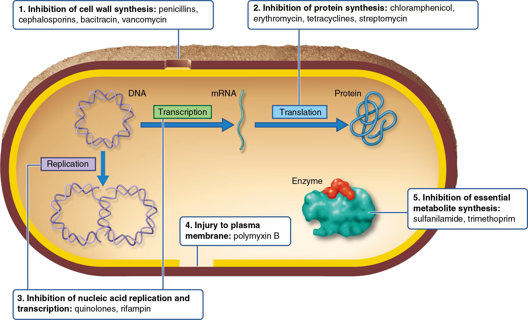 <p><span style="color: yellow;">1) Inhibiting Cell Wall Synthesis</span></p><ul><li><p>Penicillin can prevent the synthesis of peptidoglycan (found in bacteria only), resulting in the cell wall being weakened and undergoing lysis</p><ul><li><p>Only actively growing cells are affected</p></li></ul></li><li><p><mark data-color="#a7a992" style="background-color: rgb(167, 169, 146); color: inherit;">Primarily disrupts and targets the synthesis of the bacterial cell wall</mark> by binding to penicillin-binding proteins (PBP) to inhibit peptidoglycan cross-linking</p></li><li><p>Little toxicity for host cells since humans don’t have peptidoglycan cell walls<br><br></p></li></ul><p><span style="color: yellow;">2) Inhibiting Protein Synthesis</span></p><ul><li><p>Eukaryotic cells — 80S Ribosomes</p></li><li><p>Prokaryotic cells — 70S Ribosomes<br>→ The difference in ribosomal structure accounts for the selective toxicity of antibiotics that affect protein synthesis</p></li></ul><p></p><ul><li><p>However, the problem here is that mitochondria also contain 70S ribosomes. So, antibiotics targeting 70S ribosomes can accidentally affect mitochondria, causing side effects in the host</p></li><li><p>A few examples of antibiotics that use this is chloramphenicol, erythromycin, streptomycin, and tetracyclines</p></li><li><p>Bacteriostatic<br><br></p></li></ul><p><span style="color: yellow;">3) Injuring the Plasma Membrane</span></p><p><strong>Bacteria:</strong></p><ul><li><p>Polypeptide antibiotics change the <em>permeability</em> of the plasma membrane, → causes the cell to lose metabolites it needs to survive</p></li><li><p>Some can disrupt <strong>both</strong> the inner and outer membranes of gram-negative bacteria</p></li></ul><div data-type="horizontalRule"><hr></div><p class="font-claude-response-body break-words whitespace-normal leading-[1.7]"><strong>Ionophores</strong> (a special type):</p><ul><li><p>Allow <strong>uncontrolled movement of cations</strong> (charged ions) across the membrane — disrupting normal cell function</p></li><li><p>However, they are not used in human medicine</p></li><li><p>Instead, they are used in cattle feed to alter gut microbiota, improving digestion and promoting growth</p></li></ul><div data-type="horizontalRule"><hr></div><p class="font-claude-response-body break-words whitespace-normal leading-[1.7]"><strong>Fungi:</strong></p><ul><li><p>Antifungal drugs target <strong>sterols</strong> in the fungal plasma membrane</p></li><li><p>By binding to these sterols, the drug disrupts the membrane<br><br></p></li></ul><p><span style="color: yellow;">4) Inhibiting Nucleic Acid Synthesis</span></p><ul><li><p>Antibiotics interfere with the DNA replication and transcription of microorganisms</p></li><li><p>Blocks bacterial topoisomerase or RNA polymerase<br><br></p></li></ul><p><span style="color: yellow;">5) Inhibiting the Synthesis of Essential Metabolites</span></p><ul><li><p>Competitive Inhibition<br>→ Antimetabolite closely resembles the normal substrate for the enzyme<br>→ Enzyme gets “fooled”, and binds to the drug instead of the real substrate<br>→ Blocks the enzyme from doing its job</p></li></ul><p></p>