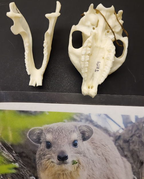 <p>What is the Sublass, Infraclass, Clade, Subclade, Order, and Family of Hyrax?</p><p>Characteristics?</p><p>Originally evolved?</p><p>Located now?</p>