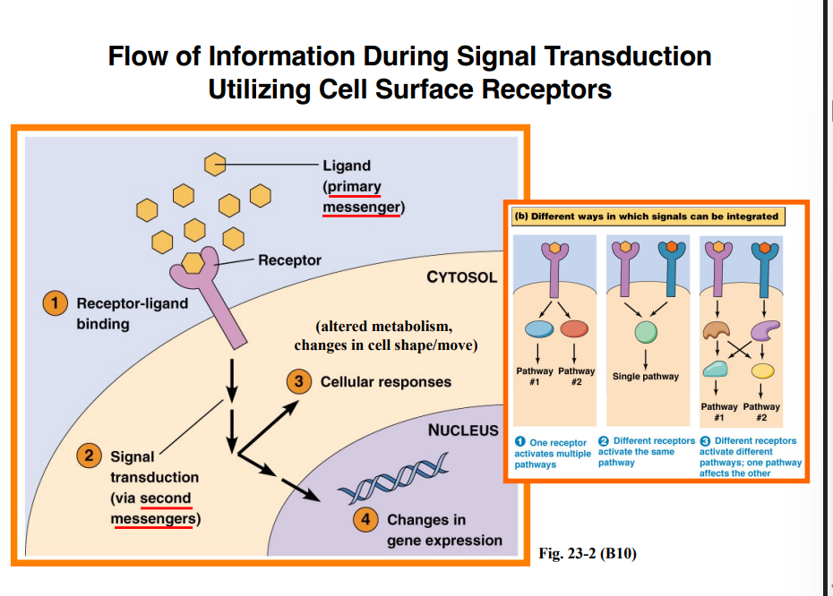 <p><span style="background-color: transparent;"><strong>Primary and Secondary Messengers</strong></span></p>