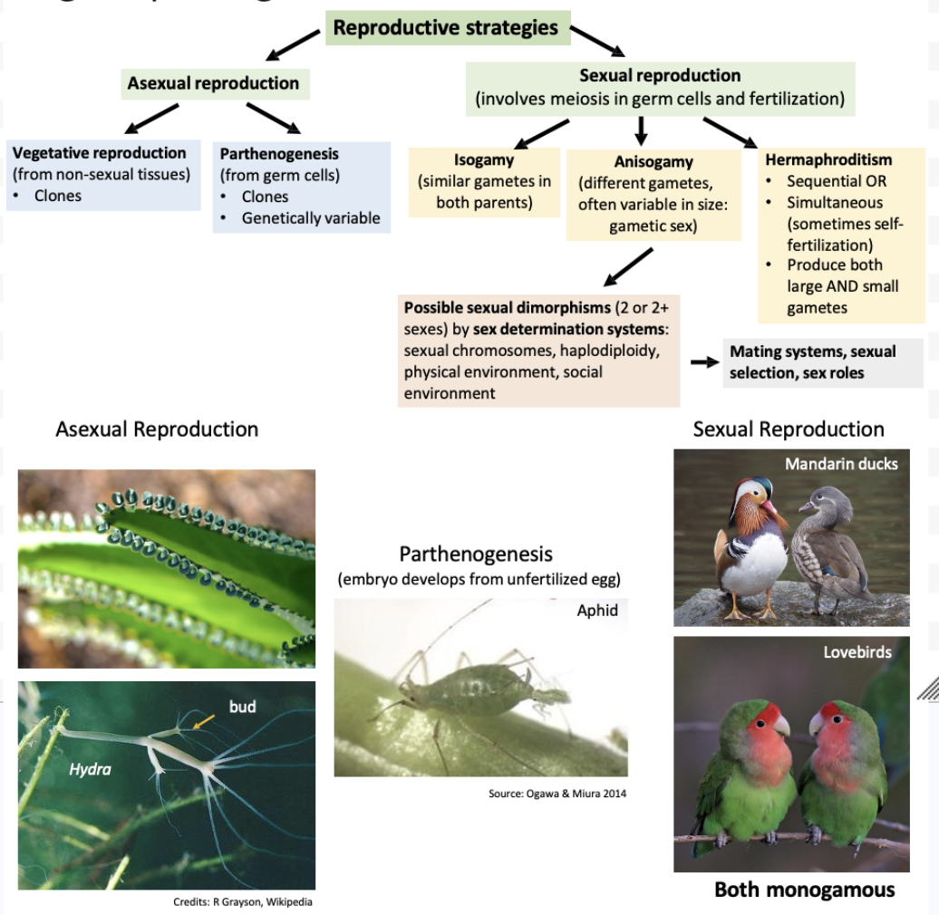 <ul><li><p><strong>Asexual reproduction</strong></p><ul><li><p><u>Vegetative reproduction</u></p><ul><li><p>From non-sexual tissues: clones</p></li></ul></li><li><p><u>Parthenogenesis</u></p><ul><li><p>From germ cells: ﻿﻿clones, genetically variable</p></li></ul></li></ul></li></ul><ul><li><p><strong>Sexual reproduction</strong></p><ul><li><p><u>Isogamy</u></p><ul><li><p>Similar gametes in both parents</p></li></ul></li><li><p><u>Anisogamy</u></p><ul><li><p>Different gametes, often variable in size: gametic sex</p><ul><li><p>Possible sexual dimorphisms (2 or 2+ sexes) by sex determination systems: sexual chromosomes, haplodiploidy, physical environment, social environment</p><ul><li><p>Mating systems, sexual selection, sex roles</p></li></ul></li></ul></li></ul></li><li><p><u>Hermaphroditism</u></p><ul><li><p>Sequential OR ﻿﻿Simultaneous (sometimes self-fertilization)</p></li><li><p>﻿﻿Produce both large AND small gametes</p></li></ul></li></ul></li></ul><p></p>