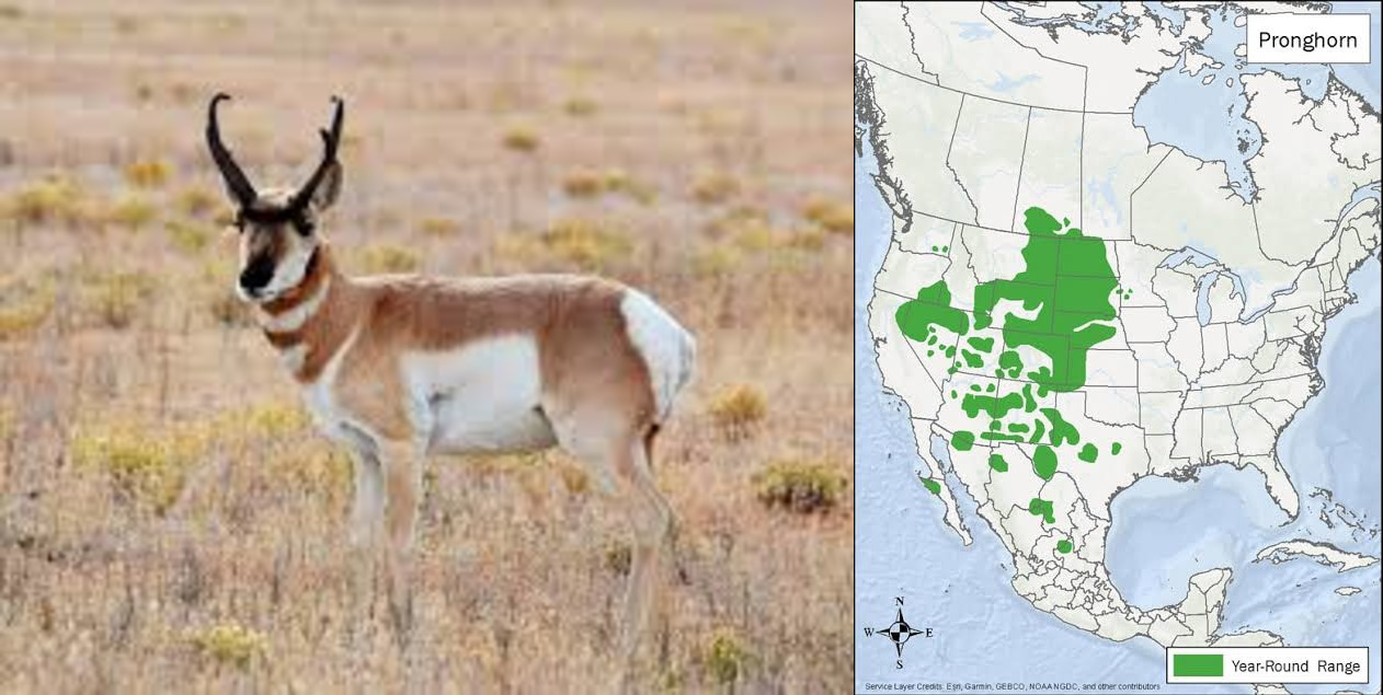 <p>Order: Artiodactyla</p><p>Family: Antilocapridae</p><p>Genus species: <u>Antilocapra americana</u></p><p>Common name: pronghorn</p><p>Habitat: prairies, deserts, or plains</p><p>Management issues: second most popular game species, endemic</p>