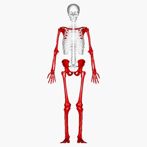 <p>shoulder, arm, hip, leg</p>