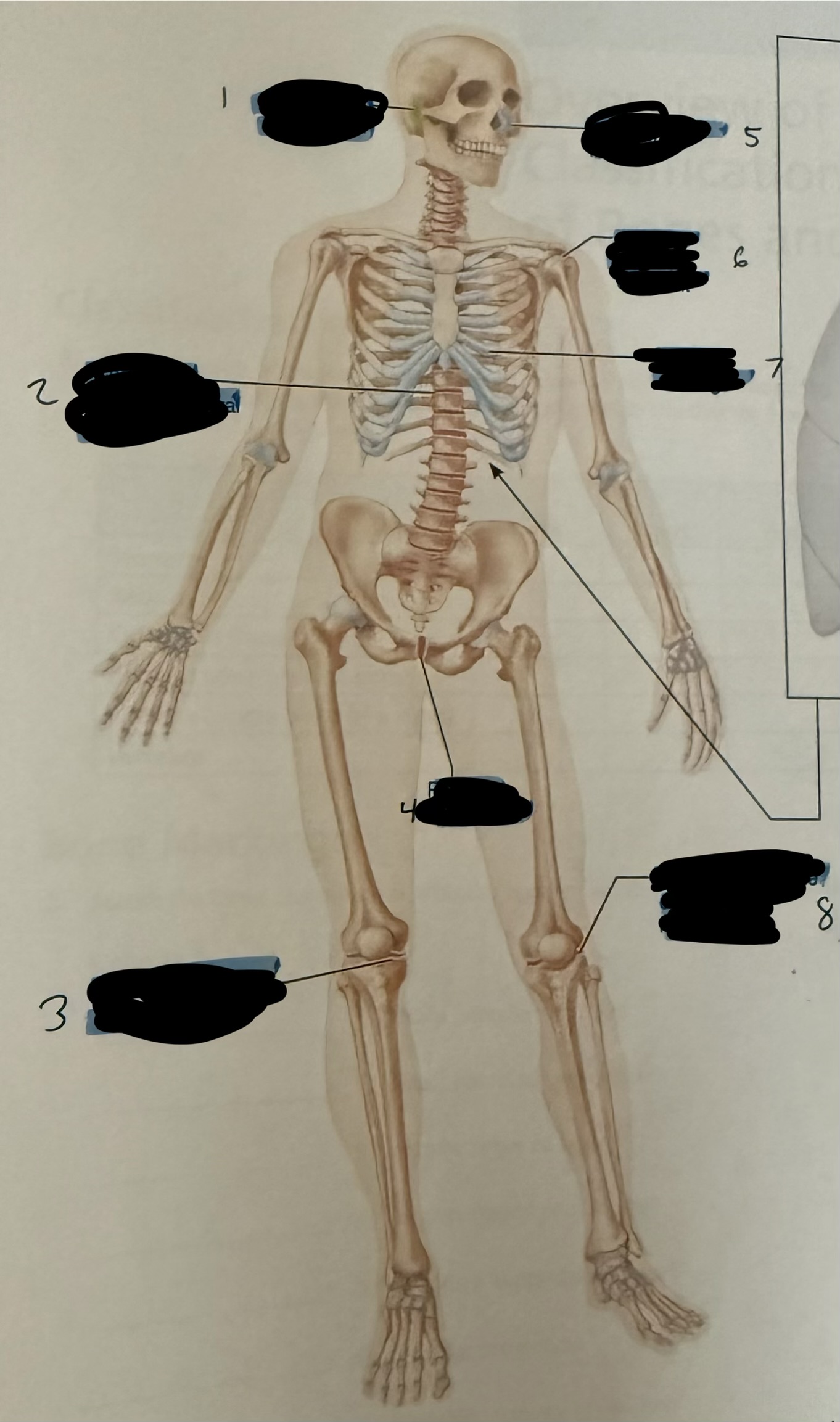 <p>what type of cartilage is 5</p>