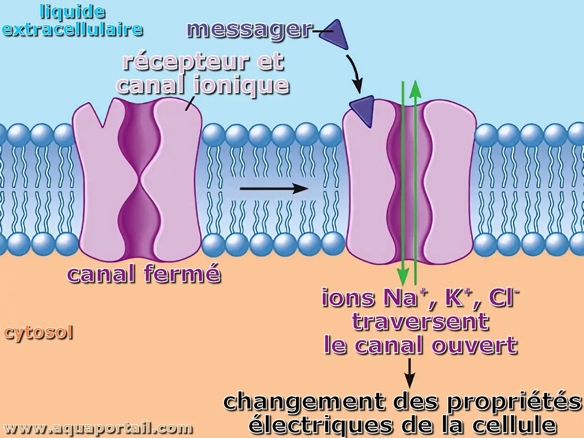 <p><span><strong><span>= protéines transmembranaires</span></strong><span> qui forment un </span><strong><span>pore</span></strong><span> à travers la membrane. </span></span></p><ul><li><p><span><span>constitués de plusieurs sous-unités ou domaines transmembranaires organisés autour d’un pore central.</span></span></p></li></ul><p><span><strong><span>Idée simple</span></strong></span></p><p><span><span>Un canal ionique, c’est comme une </span><strong><span>porte spécialisée</span></strong><span> dans la membrane :</span></span></p><ul><li><p><span><span>il laisse passer certains ions,</span></span></p></li><li><p><span><span>il s’ouvre et se ferme,</span></span></p></li><li><p><span><span>il peut être très sélectif.</span></span></p></li></ul><p></p>