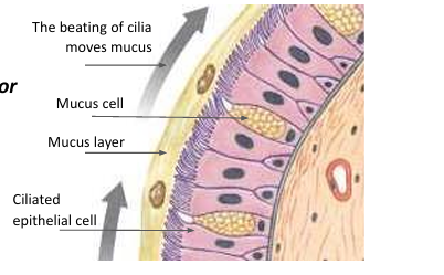 coordinated movement of cilia moving mucus toward the throat, protects respiratory zone from damage and infection