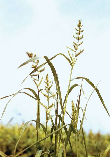 <p>Cool - Coarse annual with broad leaves and a branched, caterpillar-like often purplish seedhead. Common in wet, muddy, disturbed ground; a prolific agricultural weed.</p>