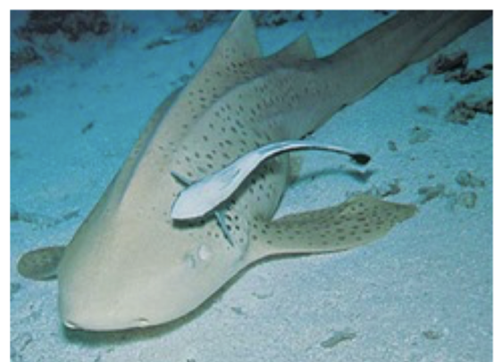 <p>A relationship between two organisms in which one organism benefits and the other is unaffected</p>