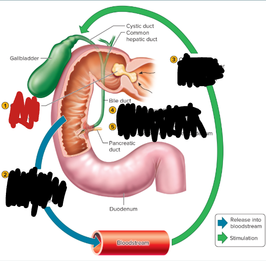 <p>gallbladder process step 1 </p>