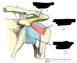 <p>label this diagram of acromioclavicular joint ligaments</p>