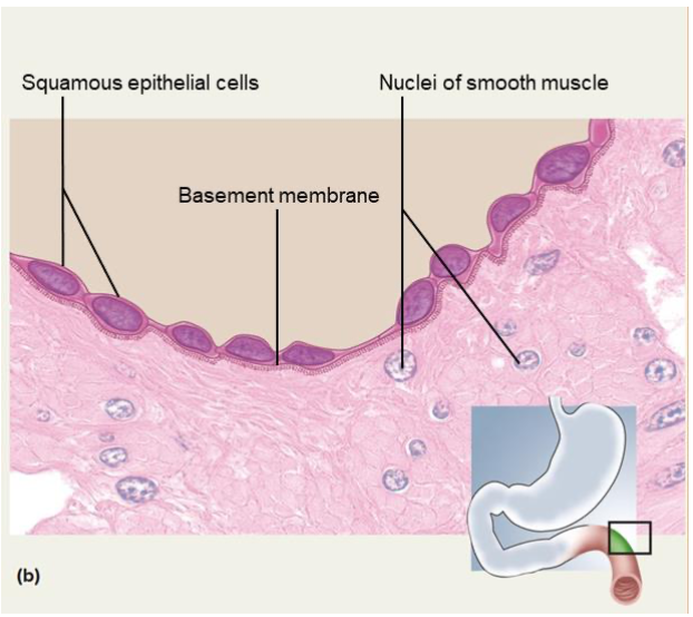 <p>• Single layer of flat cells</p><p class="p1">• Used for rapid diffusion between areas</p><p class="p1">• Location: air sacs (alveoli) of lungs, capillaries</p>