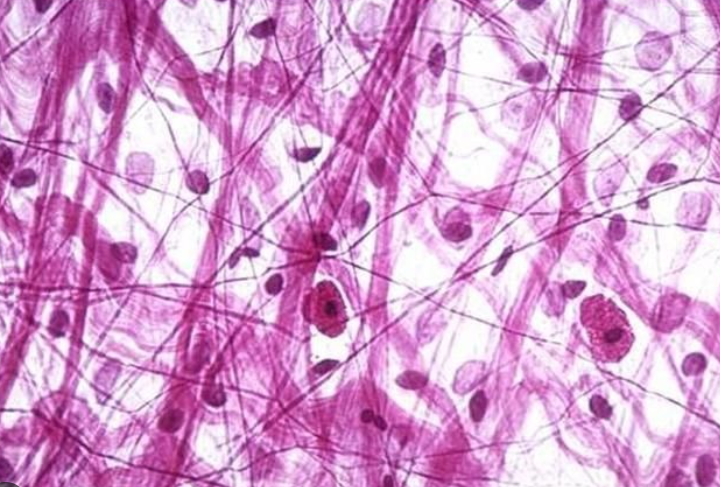 <p>areolar connective tissue</p>