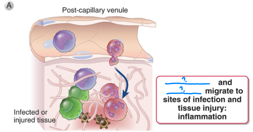 <p><strong>Inflammation</strong> is when _ and _ migrate to sites of infection and tissue injury</p>