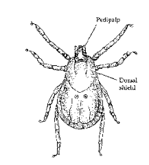 <ul><li><p>Mates and ticks</p></li><li><p>Currently ~30,000 species</p></li><li><p>Adapted to almost all environments</p></li><li><p>Body division is reduced or lost</p></li><li><p>Anterior gnathosoma contains pedipalps</p></li></ul><p></p>