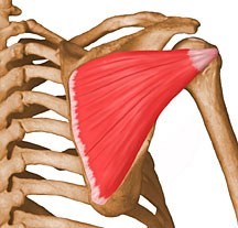 <p>adduction of the arm</p><p>origin: infraspinous fossa</p><p>insertion: greater tubercle</p>