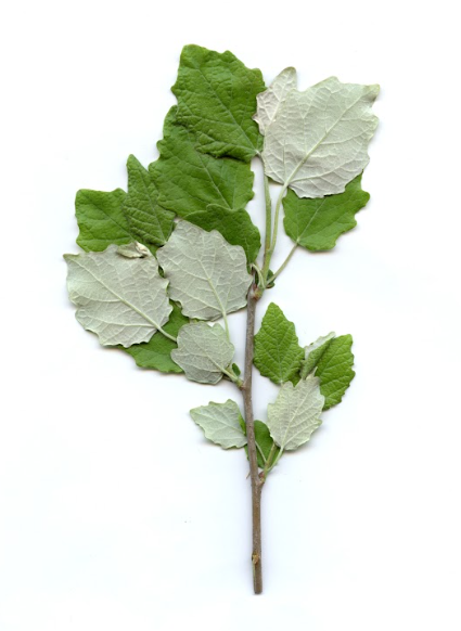 term image