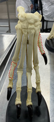 <p>What is the type of bone marked on the left?</p>